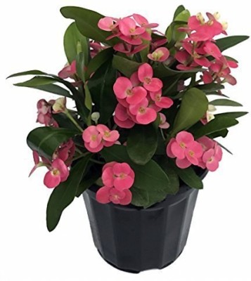 MAITRA AND SONS Euphorbia Plant(Hybrid, Pack of 1)