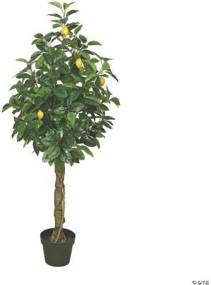 BHAJANLAL GREENERY Lemon Plant(Hybrid, Pack of 2)