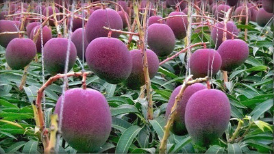 Aquinnah Graden Mango Plant(Hybrid, Pack of 1)