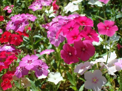 Paudha Phlox Mix Flower Seed(41 per packet)