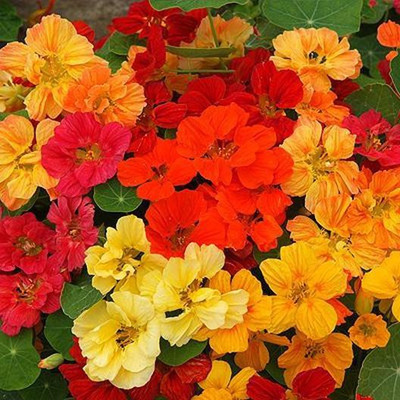 Paudha Nasturtium Mix Seed(15 per packet)