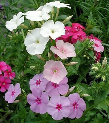 Paudha Phlox Mix Flower Seed(41 per packet)