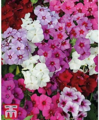 ME Traders Phlox Mix Flower Seed(47 per packet)