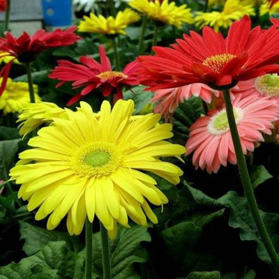 seedagro Gerbera Mixed Seed(100 per packet)