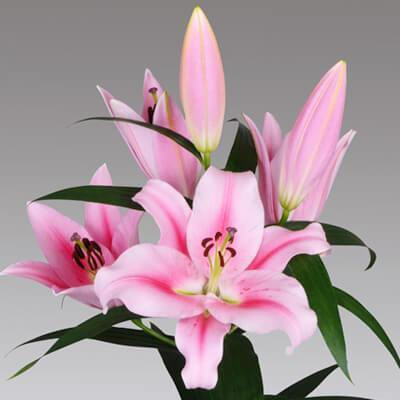Audbhidhi Oriental Lily Bulbs Imported Fragrance Flower Bulbs for Home Gardening Seed(15 per packet)