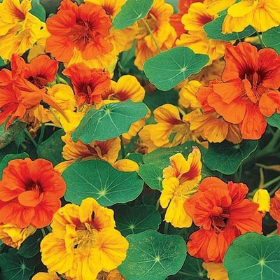 Paudha Nasturtium Mix Seed(51 per packet)