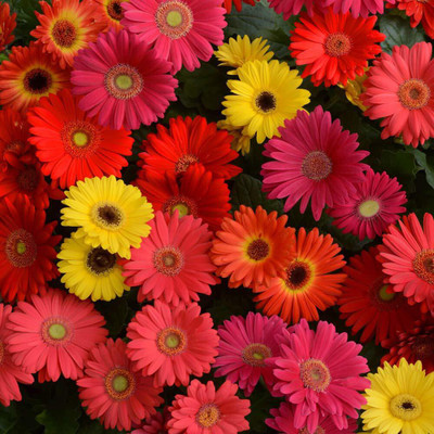 CYBEXIS Daisy mix flower seeds Seed(50 per packet)