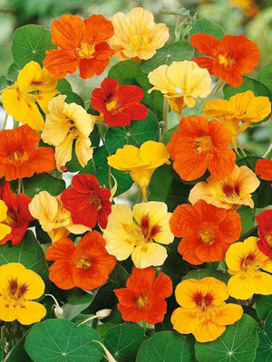 Paudha Nasturtium Mix Seed(51 per packet)