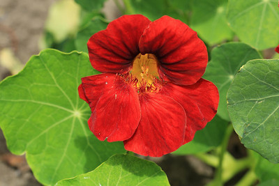 Paudha Nasturtium Mix Seed(32 per packet)
