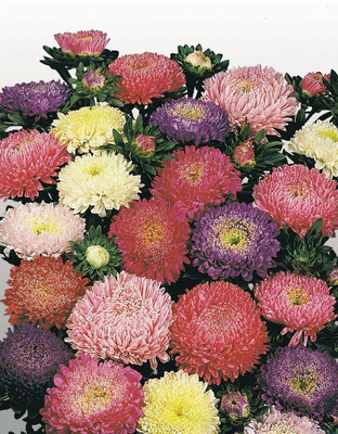 Paudha Aster Hybrid Flower Seed(10 per packet)