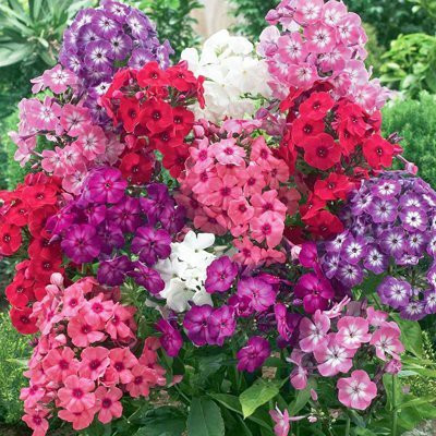 Paudha Phlox Mix Flower Seed(55 per packet)