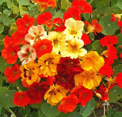 Paudha Nasturtium Mix Seed(47 per packet)
