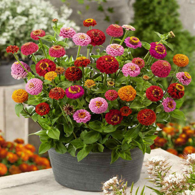 UGRA Zinnia Seeds - Mix Seed(15 per packet)