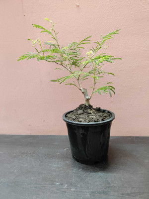 BHAJANLAL GREENERY Shami/Jand Plant(Hybrid, Pack of 1)