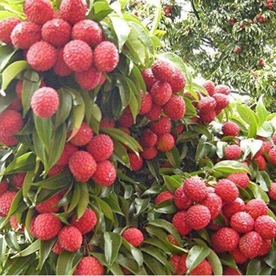 InGreen Litchi Plant(Hybrid, Pack of 1)