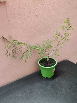 BHAJANLAL GREENERY Shami/Jand Plant(Hybrid, Pack of 1)