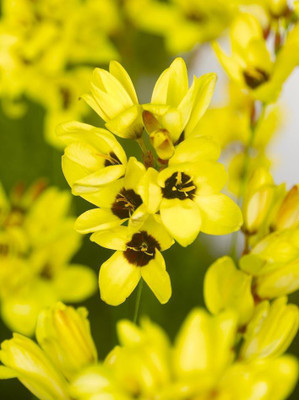 Audbhidhi Ixia Lily Seed(20 per packet)