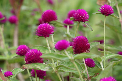 XOLDA Gomphrena Flower Seed(27 per packet)