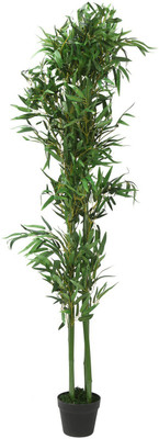Bee Green Two Layer Bamboo Plant(Hybrid, Pack of 1)
