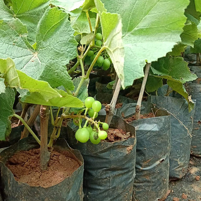 Ukaanda Grapes Plant(Hybrid, Pack of 1)