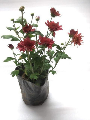 Click to purchase Chrysanthemums/ Guldavari Plant(Hybrid, Pack of 1)
