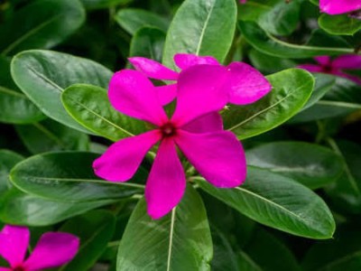 Click to purchase Sadabahar/Periwinkle Plant(Hybrid, Pack of 1)