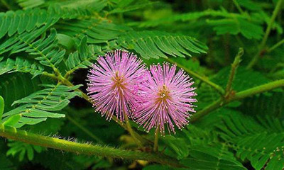 Sjeme Home Vasti Shami Tree Plant Seed Seed(10 per packet)
