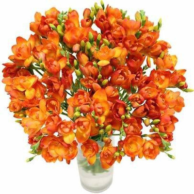 Audbhidhi Freesia Orange Bulbs Seed(10 per packet)
