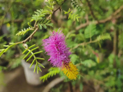 V Seed Khejri Shami Tree Seed Seed(10 per packet)