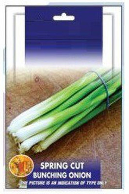 VibeX ® XL-343-Chinese Spring Onion Seeds-90 x Seeds Seed(90 per packet)