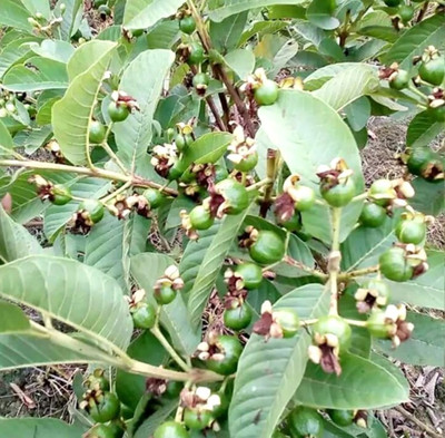 My Dream Nursery Guava Plant(Hybrid, Pack of 1)