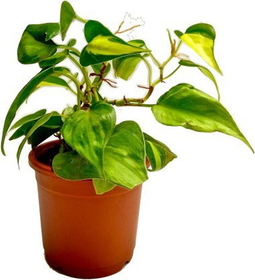 MagicQueen Money Plant(Hybrid, Pack of 1)