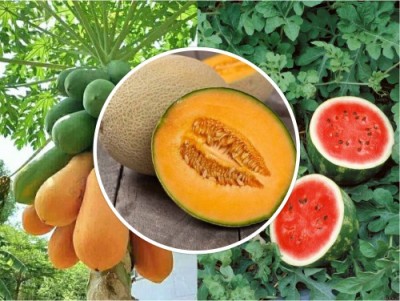 Splorias Watermeloan,Muskmeloan ,Papaya Seed(30 per packet)