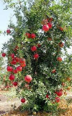 KANAYA Anar Hybrid Fruit Seed(12 per packet)