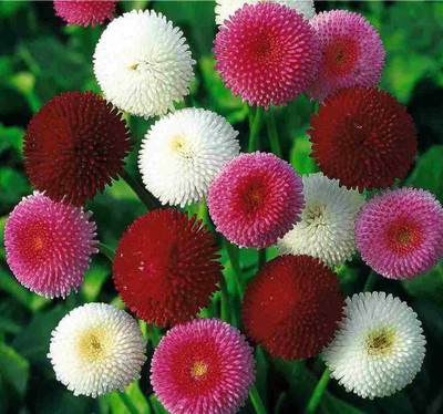 XOLDA Daisy Mix Seed(30 per packet)
