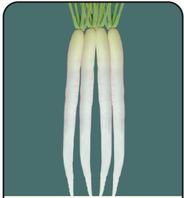 CYBEXIS Pusa Himani Radish600 Seeds Seed(600 per packet)