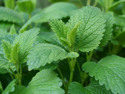 Mozette Lemon Balm Seed(32 per packet)