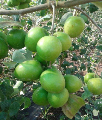 APOSOLUARD Ber Apple Plant(Hybrid, Pack of 1)