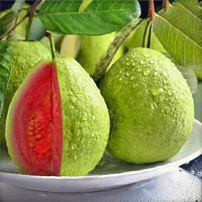 FSK Guava Plant(Hybrid, Pack of 1)
