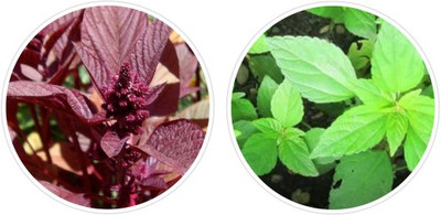 Splorias Hara Sag(Green Amaranth),Lal Sag(Red Amaranth) Seed(20 per packet)