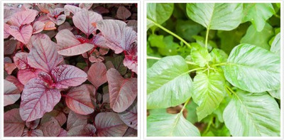 Splorias Hara Sag(Green Amaranth),Lal Sag(Red Amaranth) Seed(105 per packet)