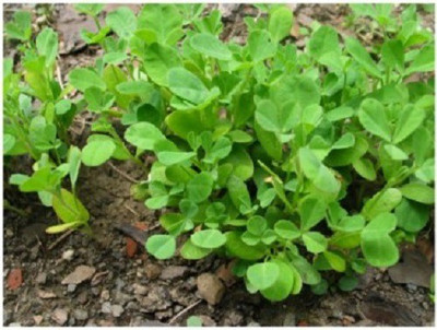 LYRS Hybrid Fenugreek Methi Seed Seed(100 per packet)
