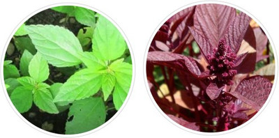 Splorias Hara Sag(Green Amaranth),Lal Sag(Red Amaranth) Seed(20 per packet)