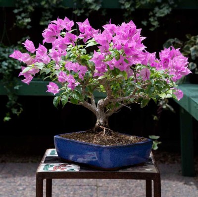 Qualtivate beautiful bonsai herb hybrid seeds 1-packet Seed(50 per packet)