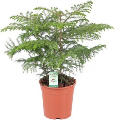 GreenyOn Christmas Tree Plant(Hybrid, Pack of 1)