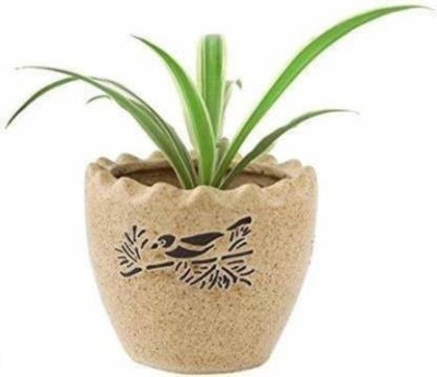 CosaCentrum Spider Plant(Hybrid, Pack of 1)