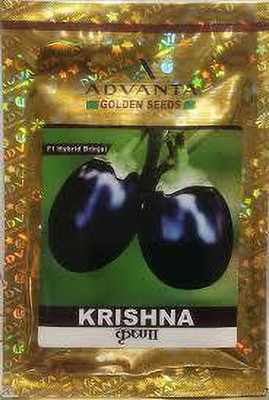AGRODAK f1 hybrid upl advanta krishna brinjal Seed(185 per packet)