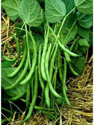Chalisa Phaseolus vulgaris, Bean Seed Seed(56 per packet)