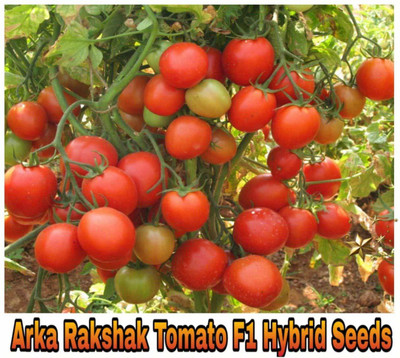 SM Exports Arka Rakshak F1 Hybrid Tomato Seeds - 30gram Seed(30 g)
