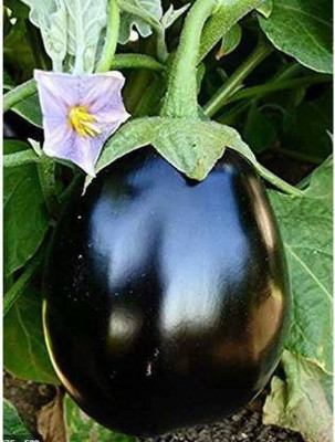 THAMMAR Brinjal Seed(220 per packet)